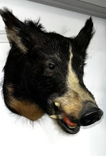 Wild Boar Pig Hog Head Mount Taxidermy Log Cabin Cottage Decor
