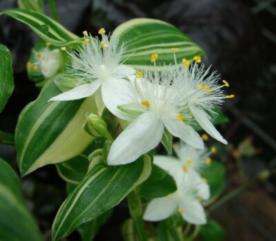 Tradescantia variegated"Green and Creamy Yellow"Wandering ...