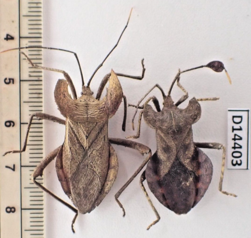 D14403. Insects, Hemiptera sp. Vietnam, Lai Chau | eBay