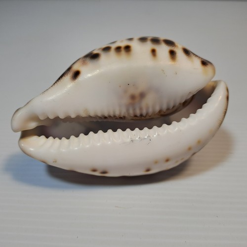 Vintage Souvenir Carved Tiger Cowrie Shells Fiji, Aries, Tathra Warf Home Décor - Picture 7 of 18