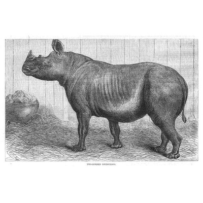 Zwei gehörnte Nashorn im Regents Park Zoo - antiker Druck 1868