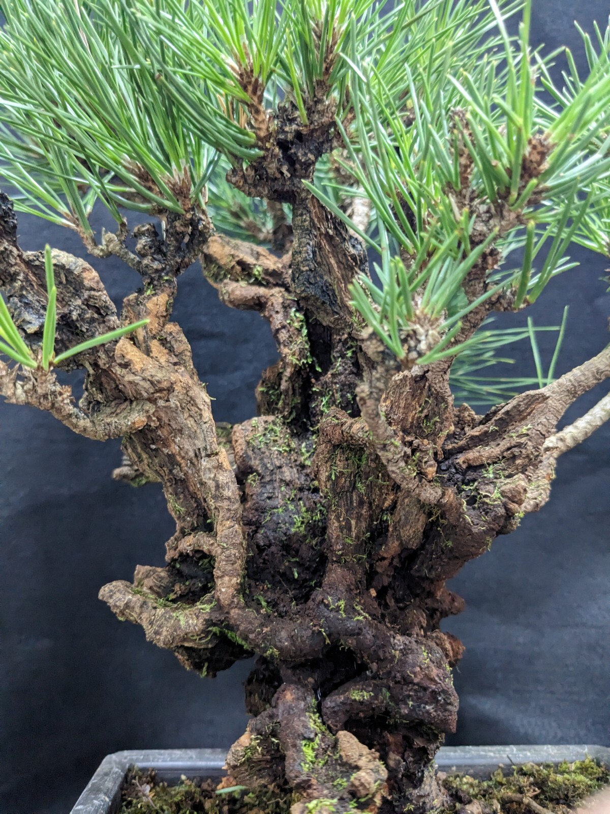 Specimen Pinus Thunbergii CORTICOSA (Cork Bark Japanese Black Pine) in