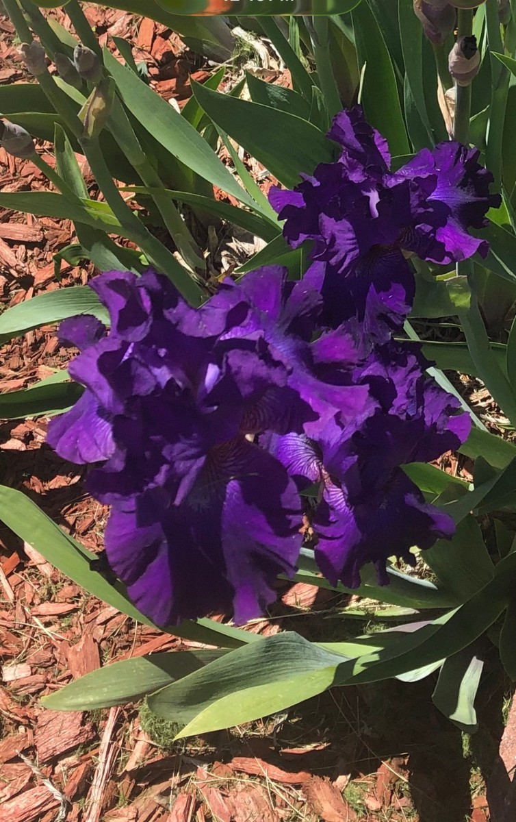 tall, purple bearded iris rhizome | eBay