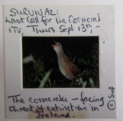Corncrake Transparency/Folie 2,5x3,5 cm bitte nach unten scrollen