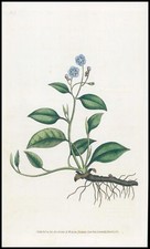 1808 CURTIS Botanical CYNOGLOSSUM OMPHALODES Nabelkraut Pl 7 (CB3/5)