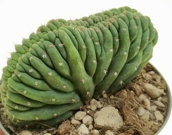 Cactus T. Cristata