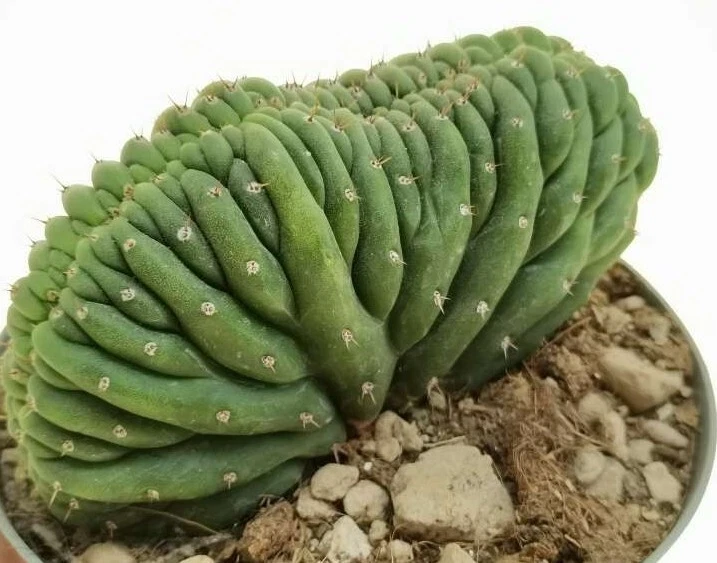 Cactus T. Cristata 