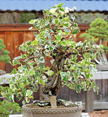 SAMEN Kletterpflanze EFEU Bonsai Miniaturbaum winterhart frosthart  Pflanzensamen | eBay