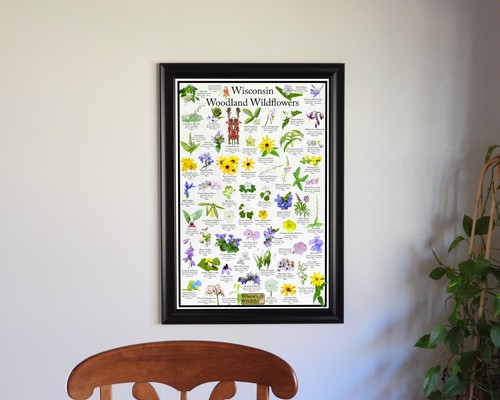 Guía de campo de flores silvestres de Wisconsin Woodland / póster de identificación de flores estatales - Imagen 4 de 6