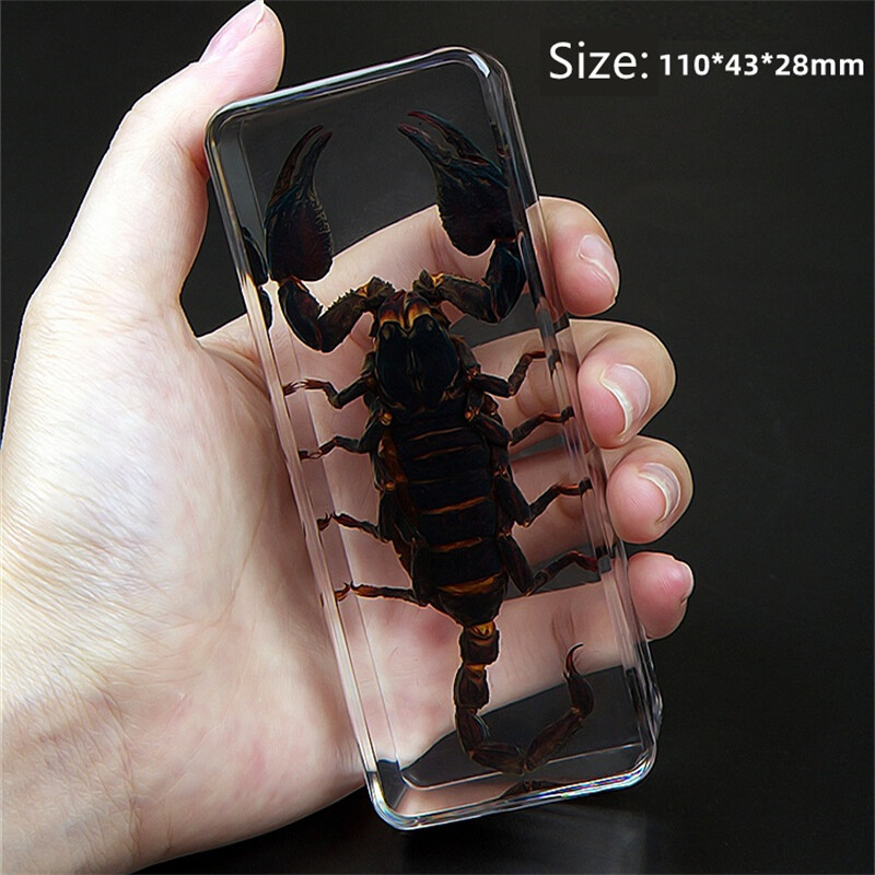 Real Insect Specimen Spider Beetles Paperweight Scorpion Mantis Tarantula