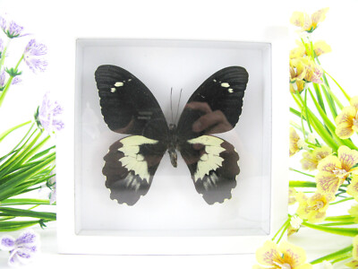 Great Mormon - Real Butterfly, 3D Display Case - Museum Quality