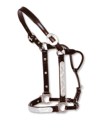 Circle Y Engraved Silver Show Halter   Standard