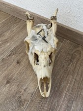 Crâne Animal Véritable Avec Cornes + Cire & Symbole - Cabinet De Curiosité