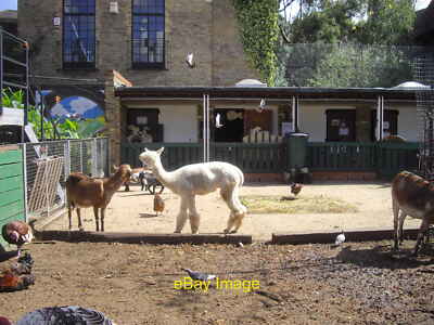 Foto 6x4 Luma hat einen Bad Hair Day in Vauxhall City Farm Westminster c2010