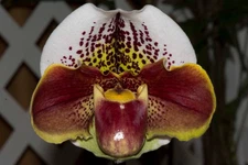 Paphiopedilum Perfect Spots(Winston Churchill FCC/AOS x Taisuco America's Aroma)