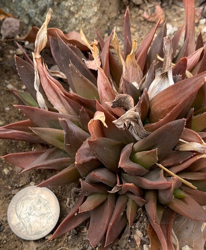 Alworthia "black gem" Dark Aloe Hybrid (Aloe speciosa x Haworthia cymbiformis) - Picture 6 of 6