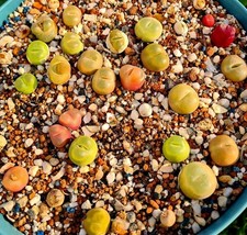 CLEARANCE: Conophytum Maughanii 20-30mm | The Tiny Mouth Succulent Plant