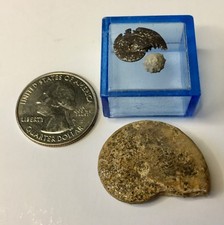 Set 3 Tiny Fossil 1 Cretaceous Species Salenia Texana  2 Ammonites Box Included