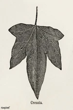 Vintage Botanical Leaf Poster 🌿 - Crenata Illustration - Art Nouveau Style -