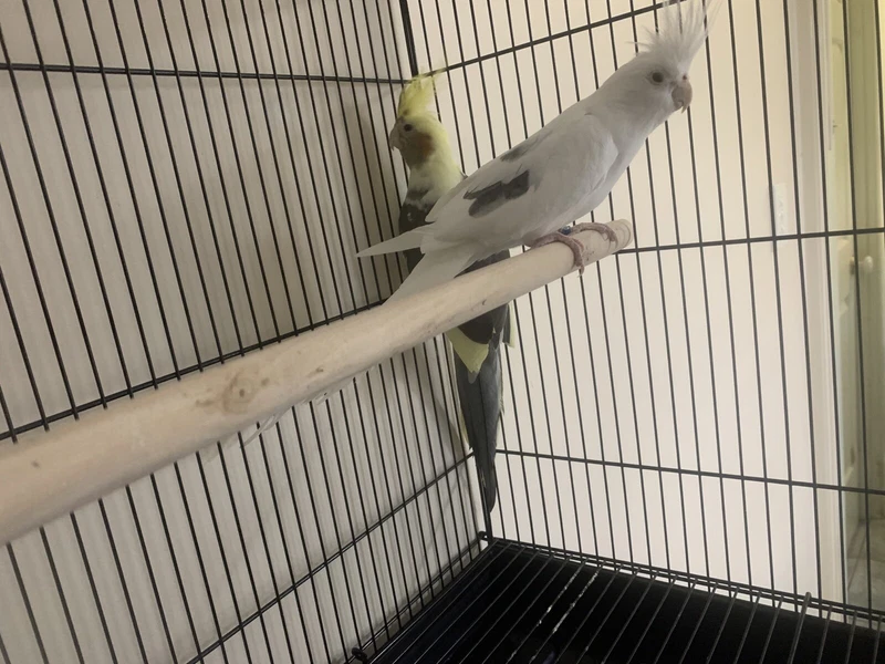 cockatiel pair for sale