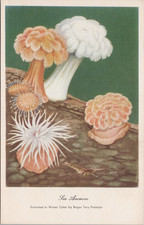Sea Anemone, Water Color by Roger Tory Peterson Vintage Postcard #1695