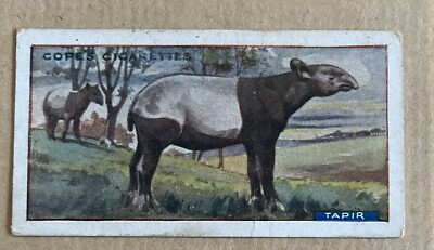 KOPFE ZIGARETTENKARTE WILDTIERE UND VÖGEL MALYAN TAPIR NR.13