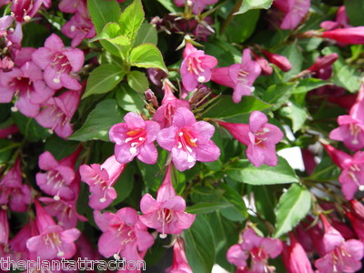 Hummingbirds Old Fashioned Weigela Florida Shrub Bush Seeds Garden Flowers Ebay - 