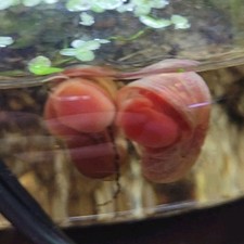 5 Live Red Freshwater Ramshorn Snails