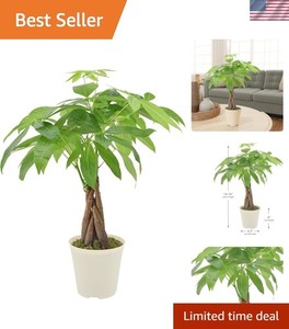Money Tree Plant | eBay