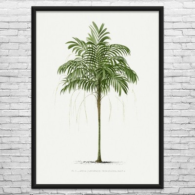 Areca Palm Tree Botanical Art Print Poster, Canvas or Framed Nature Decor