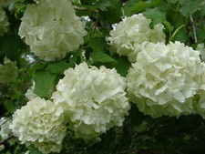 Old Fashion Snowball Viburnum 4"pot Viburnum trilobum Highbush Cranberry