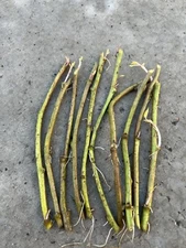 Rooted Sweet Potato Slips 10 Cutting Vines With Roots Ready To Plant