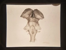 XAO11 35mm Slide Photo Vintage PICTURE OF ORGAN EEEEE