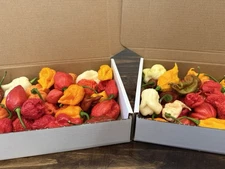 Freshly Picked Hot Peppers