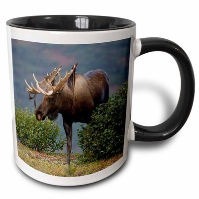 3dRose Moose Wildlife Denali NP Alaska Mug 11oz Two Tone Black Joe & Mary Ann