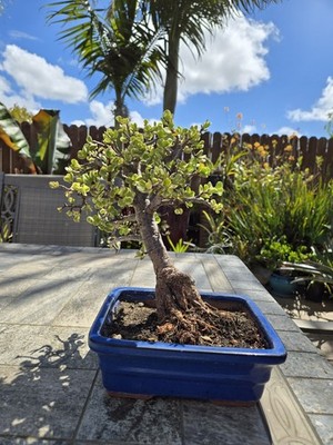 Portulacaria afra bonsai dwarf jade bonsai Portulacaria afra Variegata |  eBay