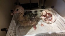 1 FERTILE Ostrich Egg for Hatching