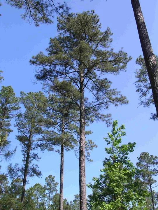 Semillas de árbol de pino Loblolly, Pinus taeda Foto 4 de 4