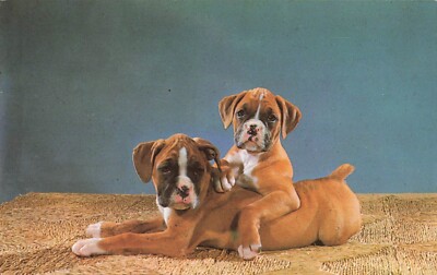 Boxer Rescue White German Boxer Dog White Purchases Boxer Stock