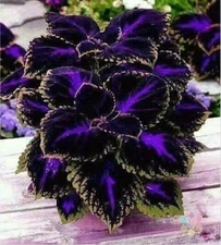 25+ Black Purple Coleus Seeds for Garden Planting - USA - FREE SHIPPING!
