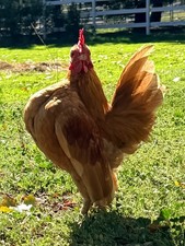 HIGH QUALITY Serama Hatching Eggs 6 from TBHFarm
