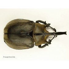 Megasoma for collectors | large size | Collector's Secret
