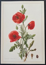 Botanique Coquelicot Gravure couleur d'après Karl Grossmann