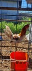 Assortment Of Hatching Eggs 12+ — photo 5