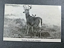 1945 Vintage Postcard Greetings From Curtis MI Buck Deer and Fawn RPPC  B6407