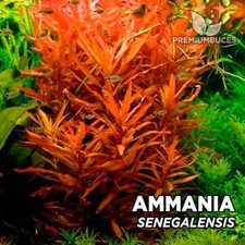3 Stems Ammania Senegalensis Live Aquarium Plants FREE S/H Rare Gorgeous