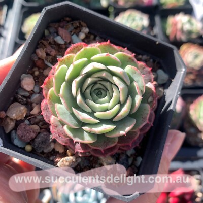 white succulents White Sprite Plant Dudleya gnoma