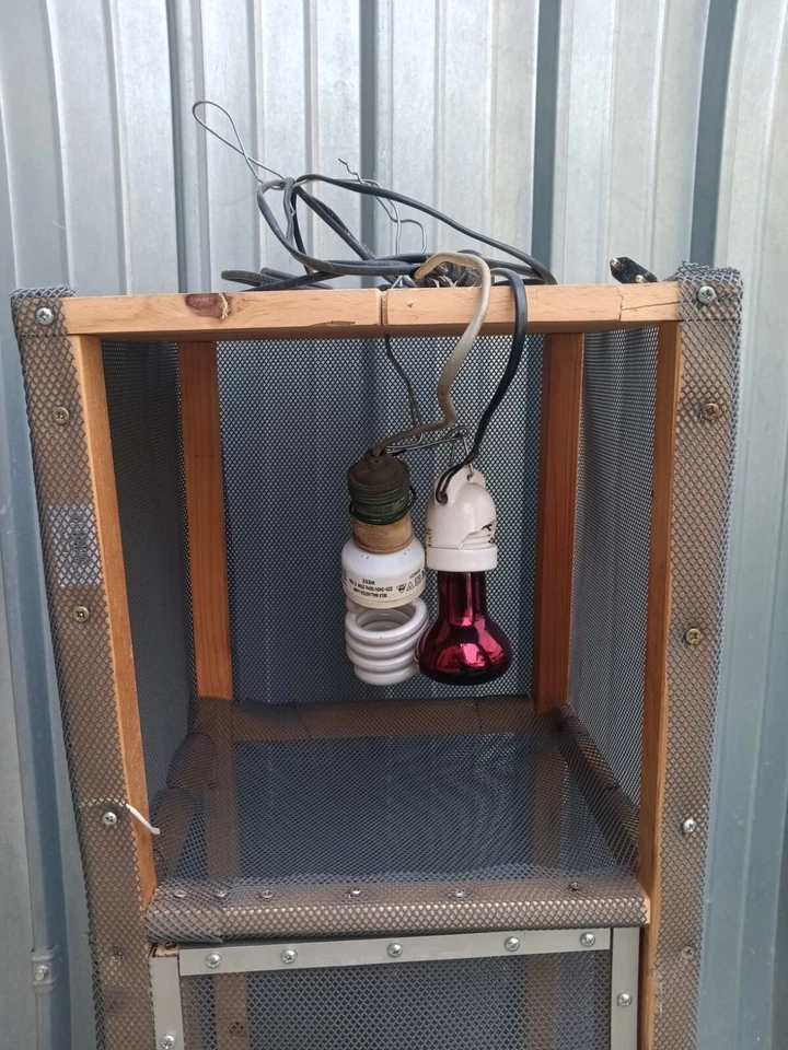 Camaleontario - Immagine 3 di 3