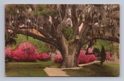 Vintage South Carolina Postcard CHARLESTON Cypress Gardens Tree 1920s
