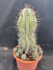 EUPHORBIA HORRIDA big CACTUS PIANTE GRASSE AGAVE SUCCULENTE 4324